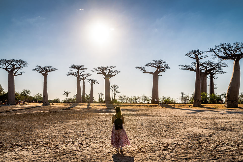 Allée des Baobabs - Madagascar