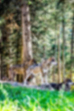 Parc Alpha, parc des loups du Mercantour