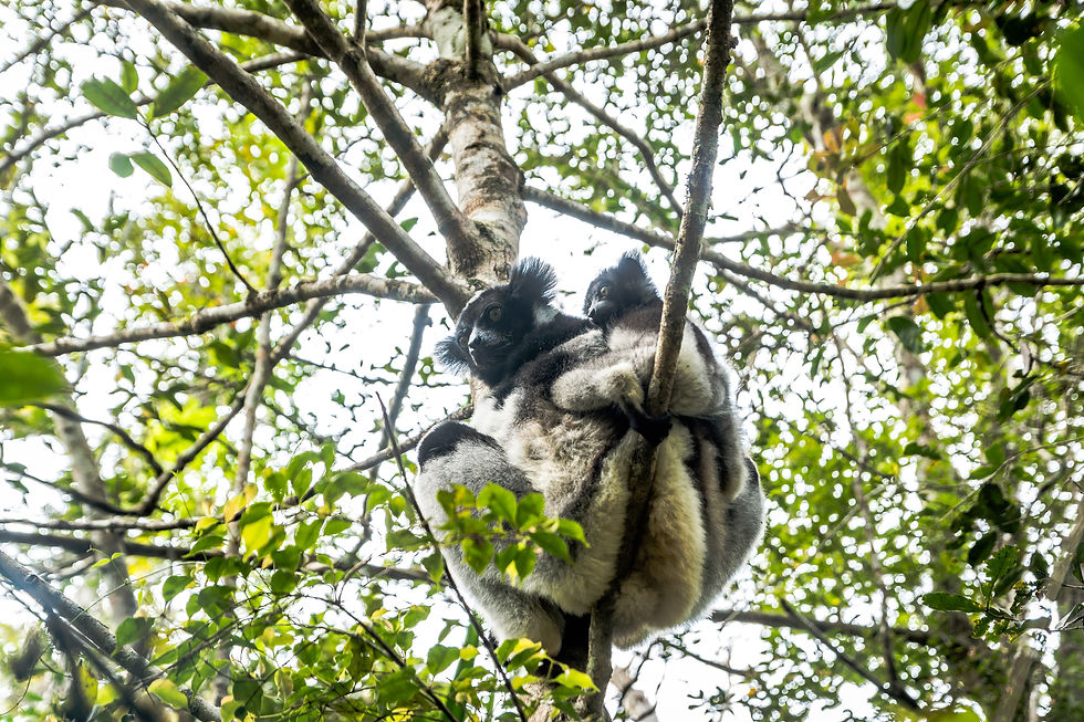 Lémuriens à Mantadia - Madagascar