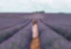 Champ de lavande Valensole