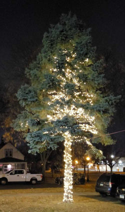 Community Night of Light Tree 2023
