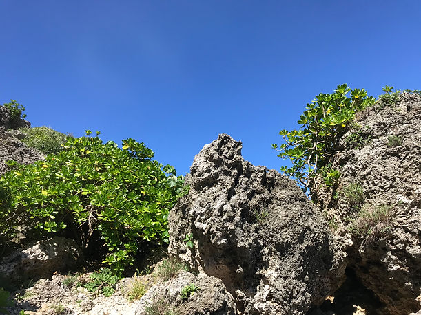 IMG_8698.jpeg