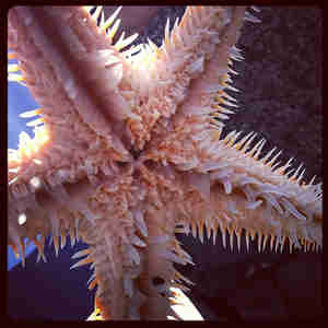 וואבי סאבי עיצוב פנים