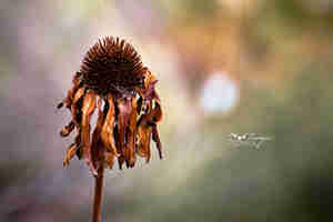 וואבי סאבי עיצוב פנים