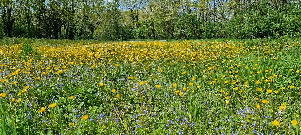 Miniature : Miel de Printemps