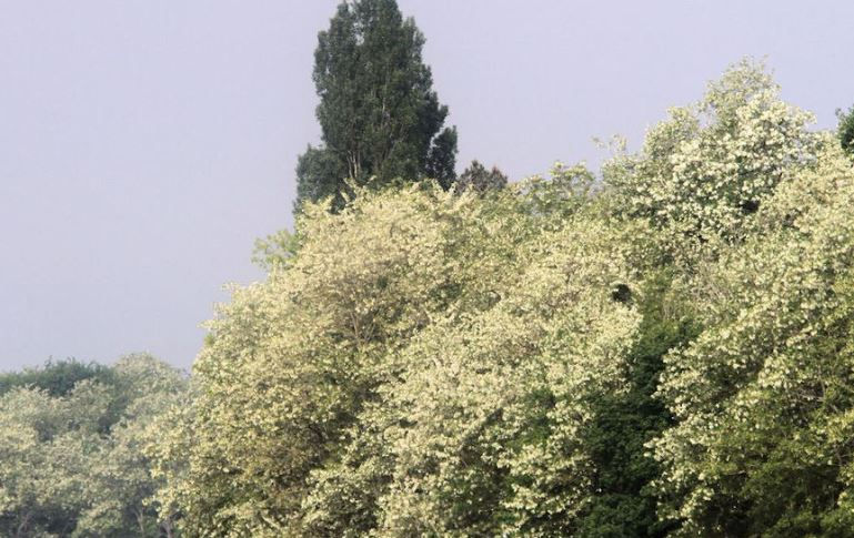 Miniature : Miel d'Acacia