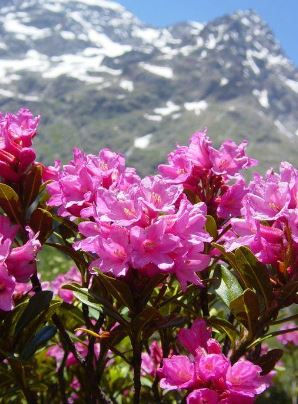 Miniature : Miel de Rhododendron