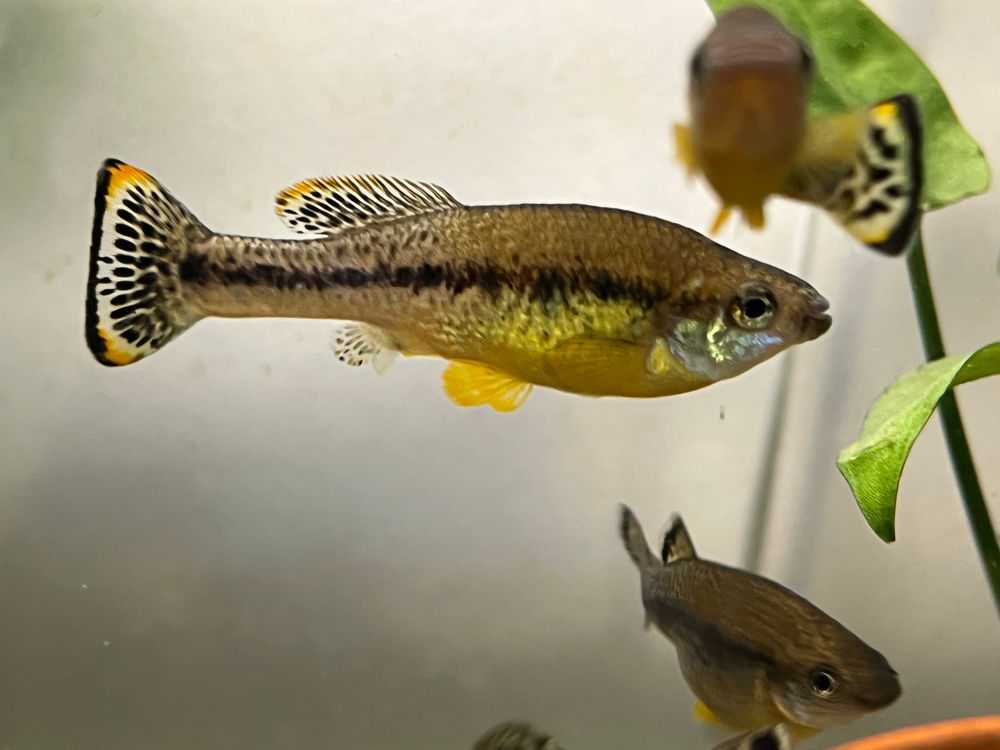 Spawning Report Ilyodon furcidens (trout goodeid) Potomac Valley Aquar