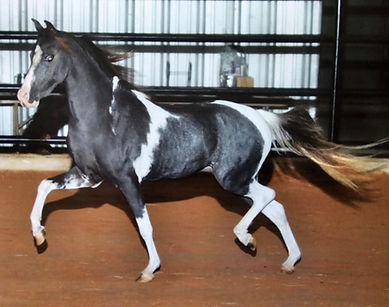 lvl rise of the phoenix.jpg