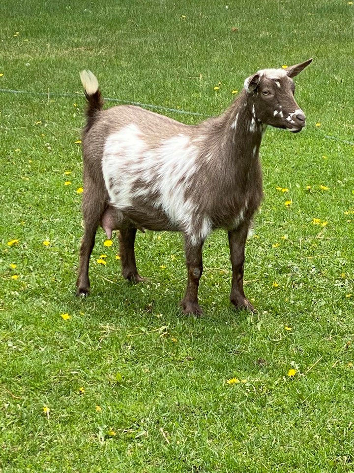 Gilly