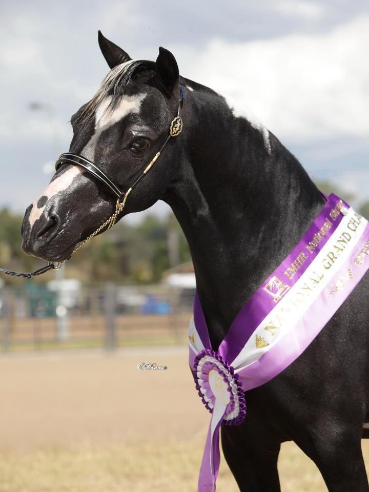 Sire who resides in Australia