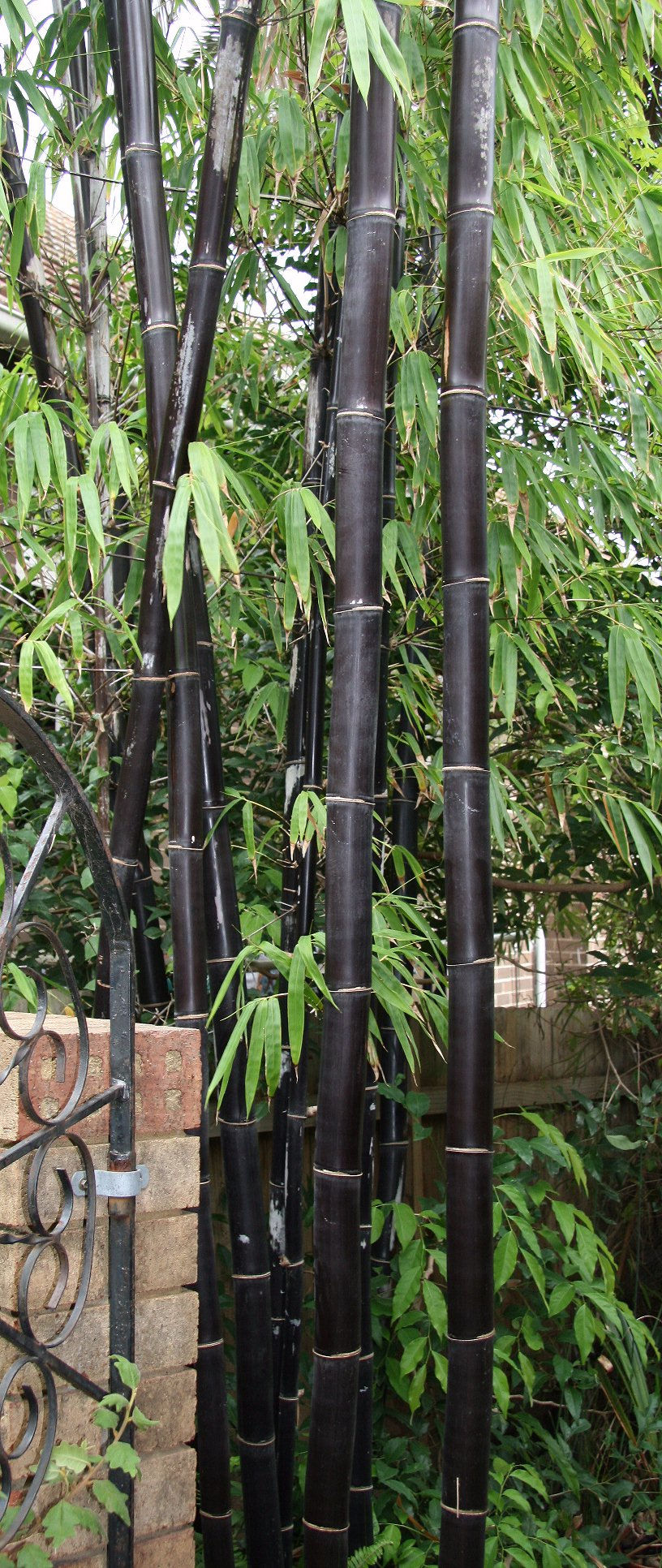 Clumping Timor Black Bamboo Bambusa lako