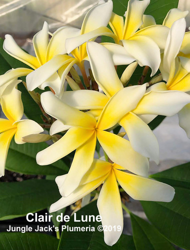 Clair de Lune | Jungle Jacks