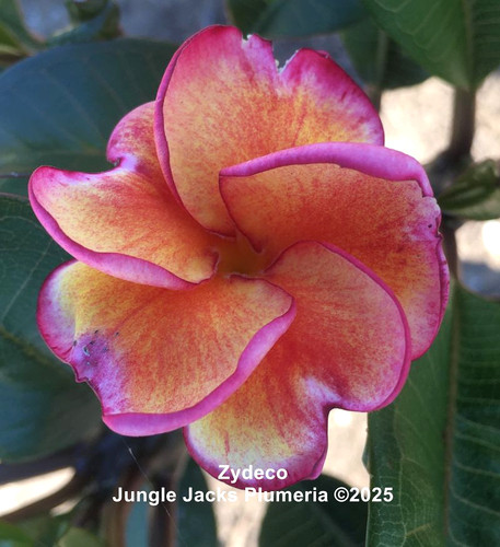 Zydeco | Jungle Jacks