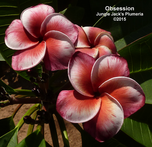 Jungle Jack Plumeria Catalog Jungle Jack Plumeria Catalog