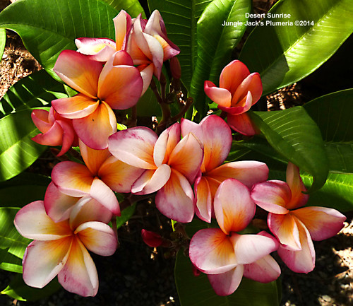 Desert Sunrise | Jungle Jacks