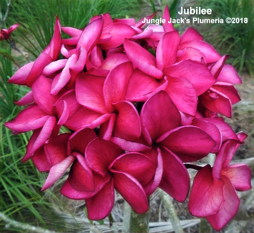 Jubilee | Jungle Jacks