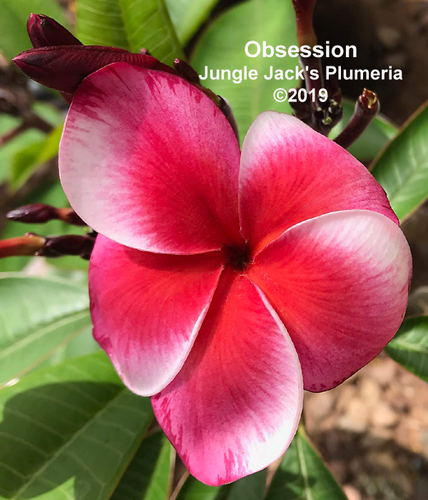 Obsession | Jungle Jacks