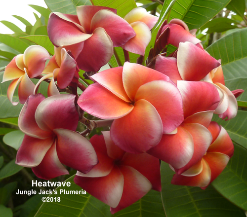 ヒート・ウェイヴ、Heat Wave Heat Wave | Jungle Jacks