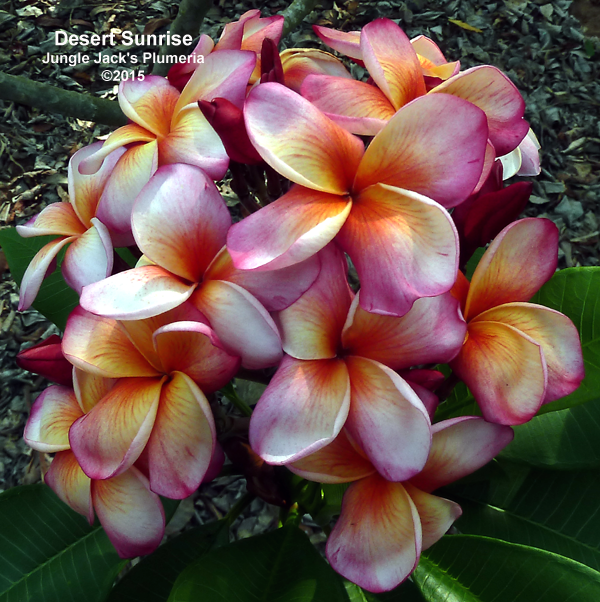 Jungle Jacks Plumeria Tropical Flowers San Diego California