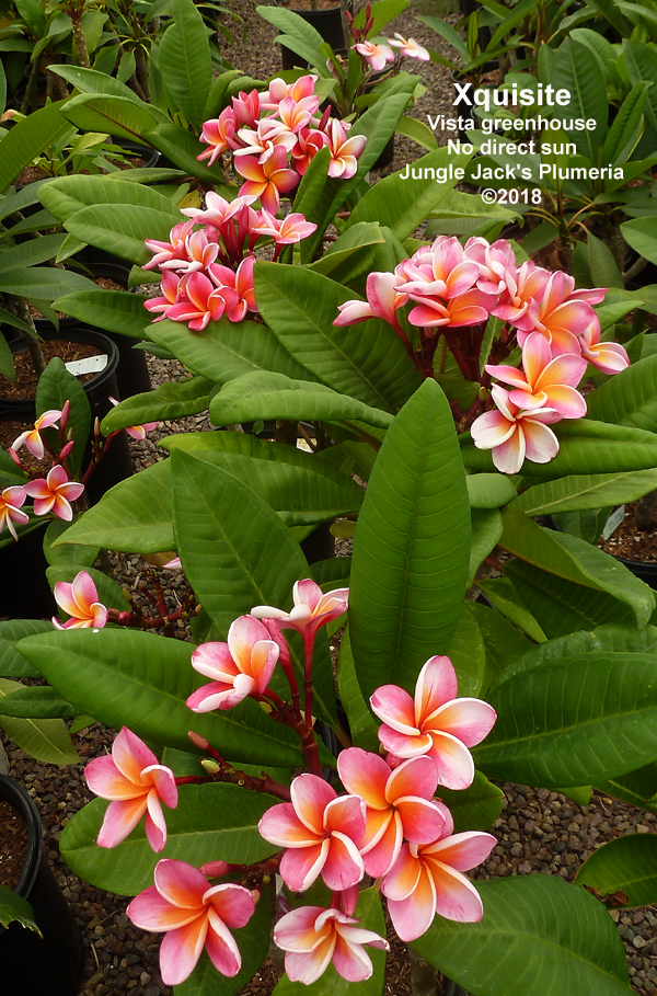Jungle Jacks Plumeria Tropical Flowers San Diego California