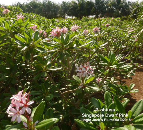 Dwarf Singapore Pink | Jungle Jacks Dwarf Singapore Pink | Jungle Jacks
