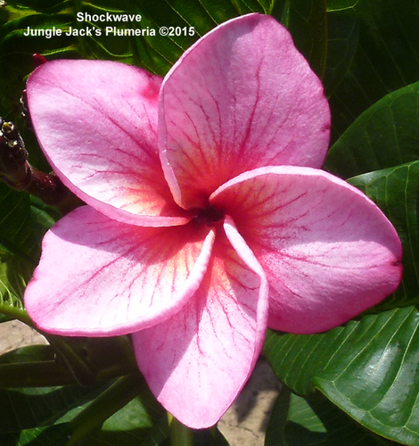 Shockwave | Jungle Jacks