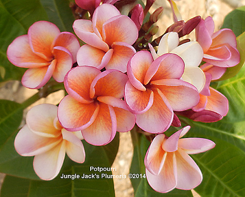 趣味・スポーツ・実用 The Exotic Plumeria Volume 1 file.jpg