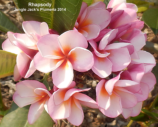 Rhapsody | Jungle Jacks