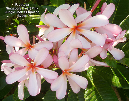 Dwarf Singapore Pink | Jungle Jacks Dwarf Singapore Pink | Jungle Jacks