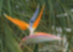 Orange Bird of Paradise