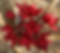 jester heat copy