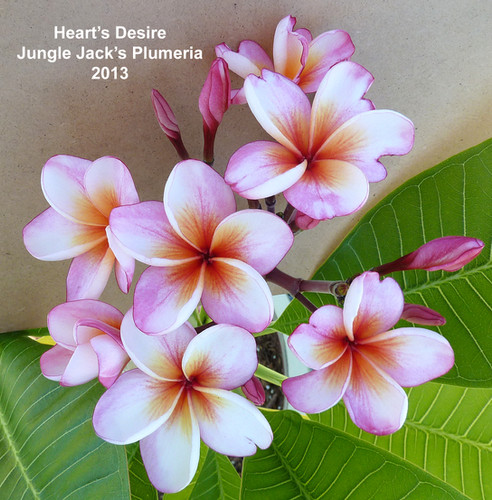 Heart's Desire | Jungle Jacks