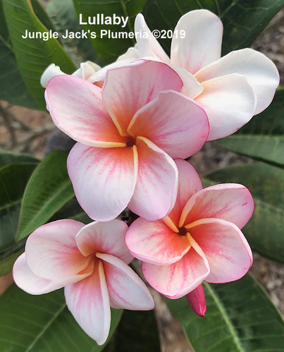 Lullaby | Jungle Jacks