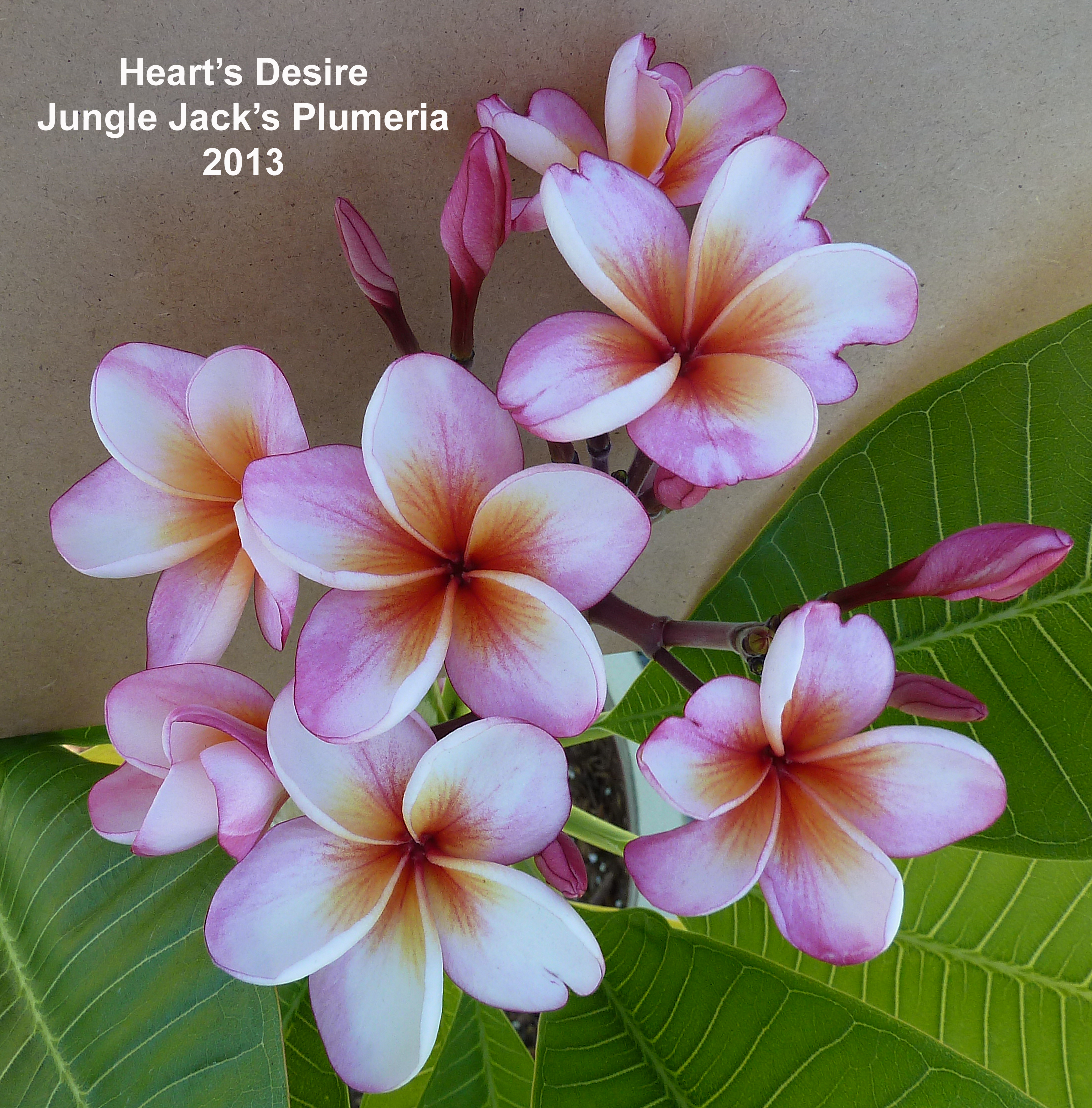 Jungle Jacks Plumeria | Tropical Flowers | San Diego ...