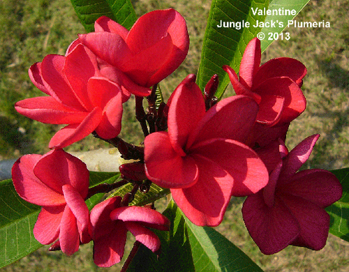 F*l様 プルメリア　Sweet valentine Plumeria by N F*l様 プルメリア Sweet valentine Plumeria by N