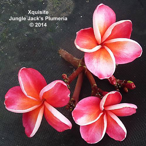 趣味・スポーツ・実用 The Exotic Plumeria Volume 1 Xquisite | Jungle Jacks