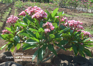 plumeria tree growth habit plumeria tree growth habit