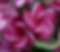 Lorien T