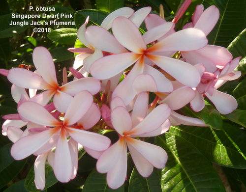 Dwarf Singapore Pink | Jungle Jacks