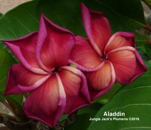 Aladdin | Jungle Jacks