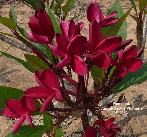 プルメリアRed Jamaica 斑入りプルメリア レッド プルメリア：レッドジャック（Red jack