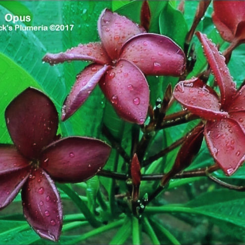Plumeria A-Z | Jungle Jacks 3/4