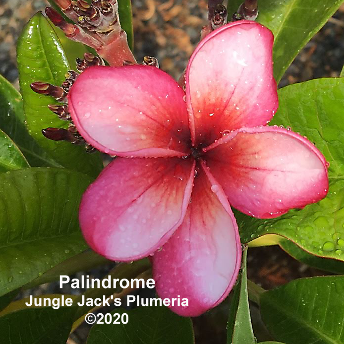 Thumbnail: Palindrome