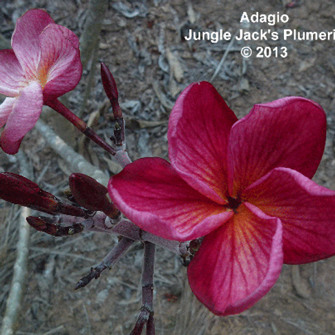 Plumeria A-Z | Jungle Jacks
