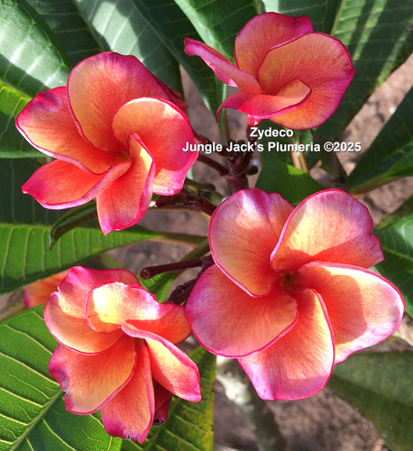 Zydeco | Jungle Jacks