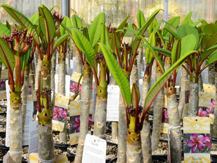 JJ Plumeria in Retail Stores