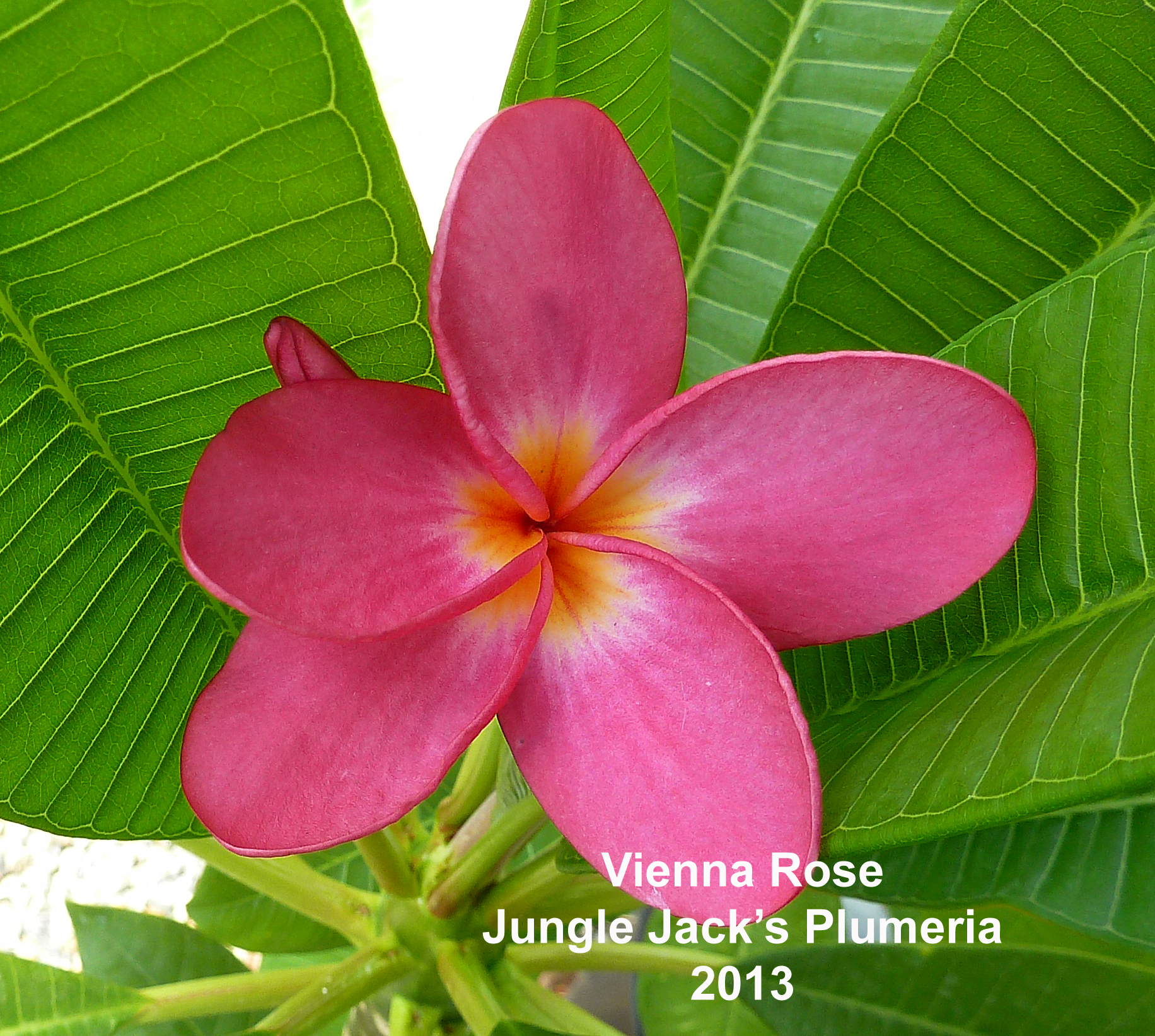 vienna rose vienna rose