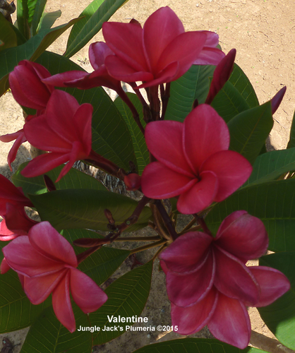 ノ*マ様 プルメリア Sweet valentine Plumeria by N ノ*マ様