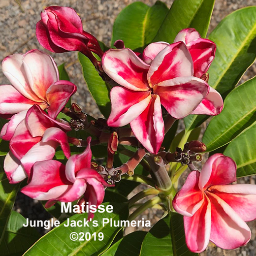 Shop: Plumeria A-Z | Jungle Jacks